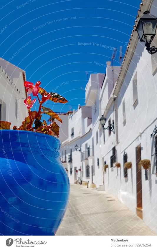 mijas Nature Sky Cloudless sky Sun Summer Beautiful weather Plant Flower Pot plant Mijas Andalucia Spain Europe Village Small Town Downtown Old town Populated