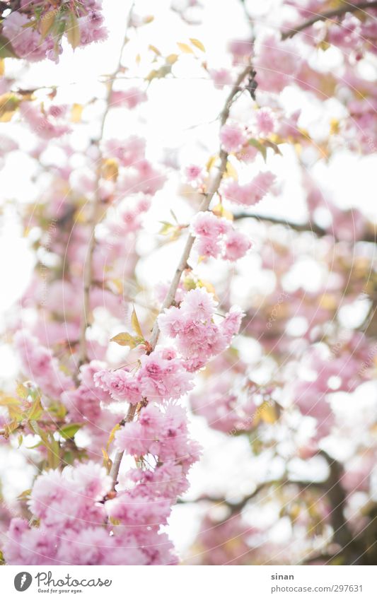 Japanese cherry in bloom! Elegant Style Nature Plant Spring Summer Blossom Cherry tree Cherry blossom Garden Esthetic Fragrance Fantastic Bright Beautiful Pink