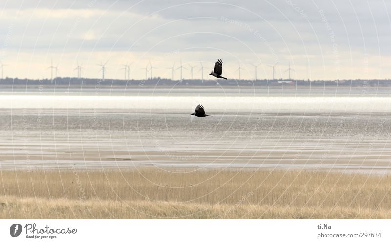 Rømø | Outlawed Landscape Water Clouds Spring Beautiful weather Coast North Sea Island Denmark Wild animal Bird Crow 2 Animal Flying Elegant Blue Gray Black