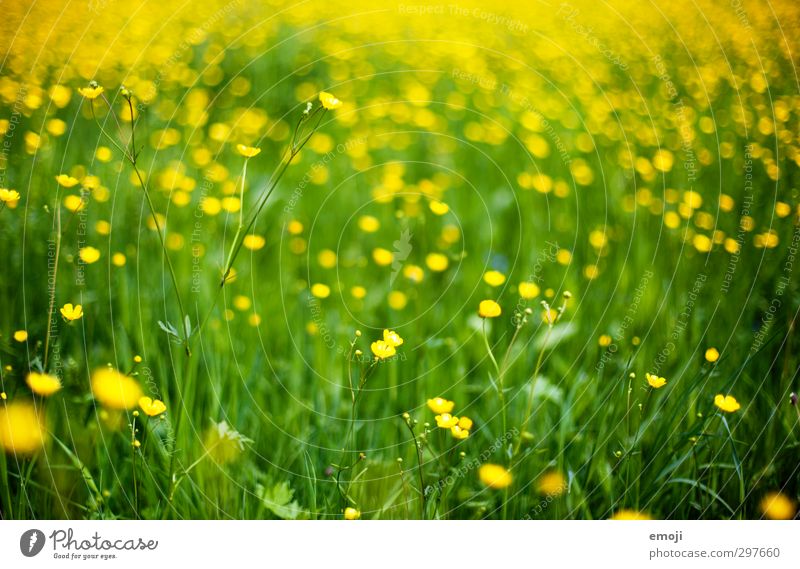 sea yellow green Environment Nature Landscape Plant Spring Flower Grass Foliage plant Meadow Natural Yellow Green Marsh marigold Colour photo Exterior shot