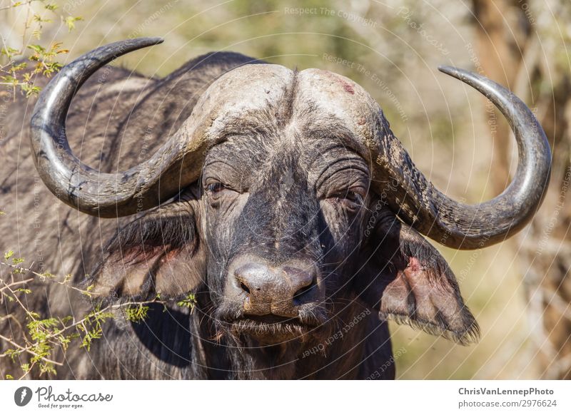 Wildlife Buffalo Animal Head Horns Wild animal Animal face 1 Observe Hunting Looking Aggression Threat Near Brown Gray Black Power Might Adventure Aggravation