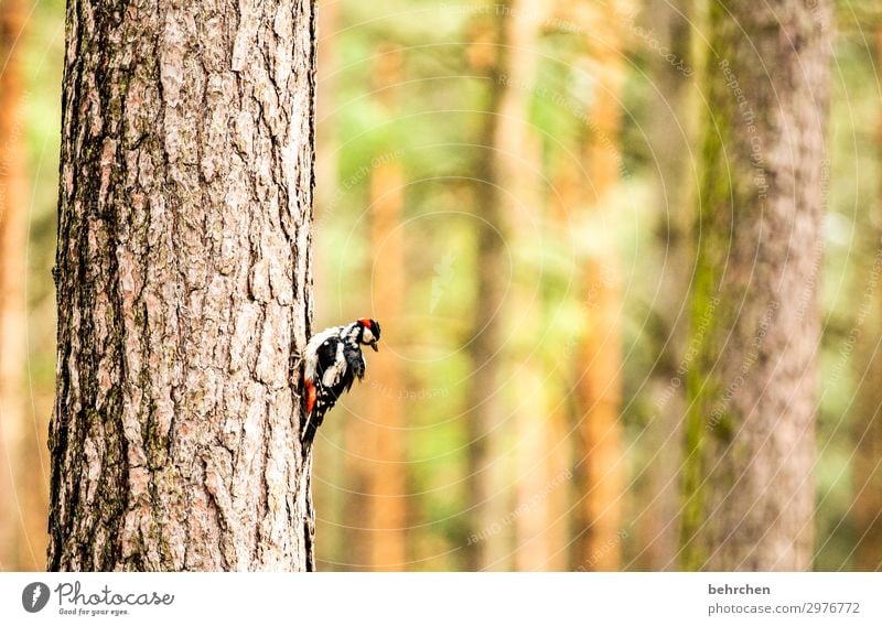 Like a woodpecker in the woods Nature Tree Tree trunk Forest Wild animal Bird Animal face Wing Woodpecker Spotted woodpecker Feather 1 Exceptional Fantastic