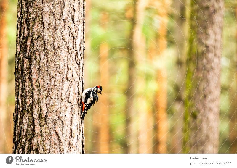 Like a woodpecker in the woods Nature Tree Tree trunk Forest Wild animal Bird Animal face Wing Woodpecker Spotted woodpecker Feather 1 Exceptional Fantastic