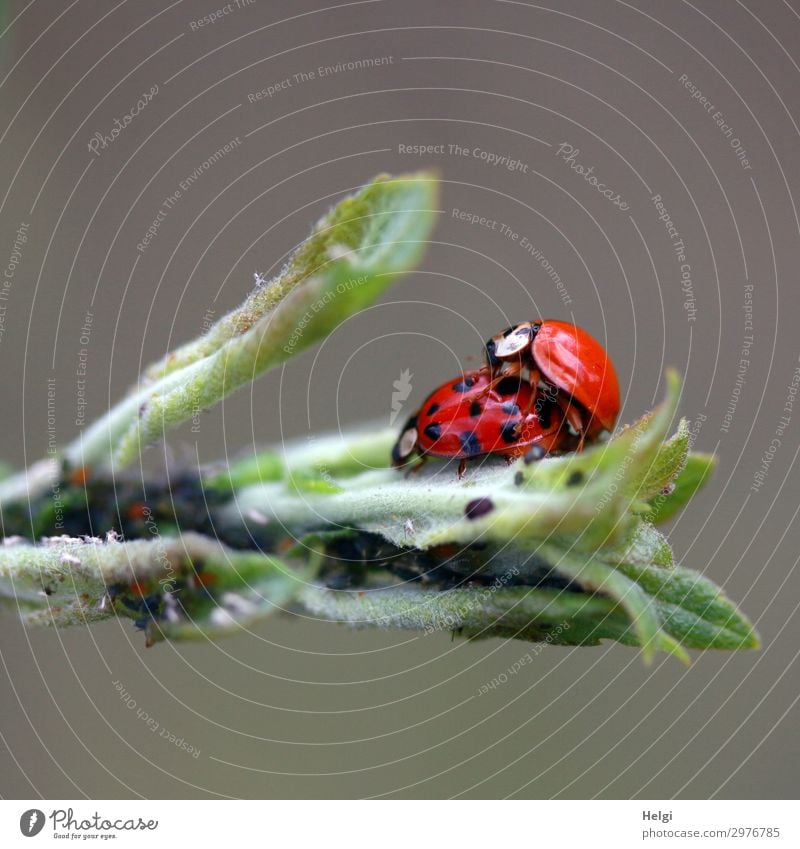 two ladybirds mating on green leaves Environment Nature Plant Animal Leaf Beetle Ladybird 2 Pair of animals Sex Authentic Exceptional Together Small Natural