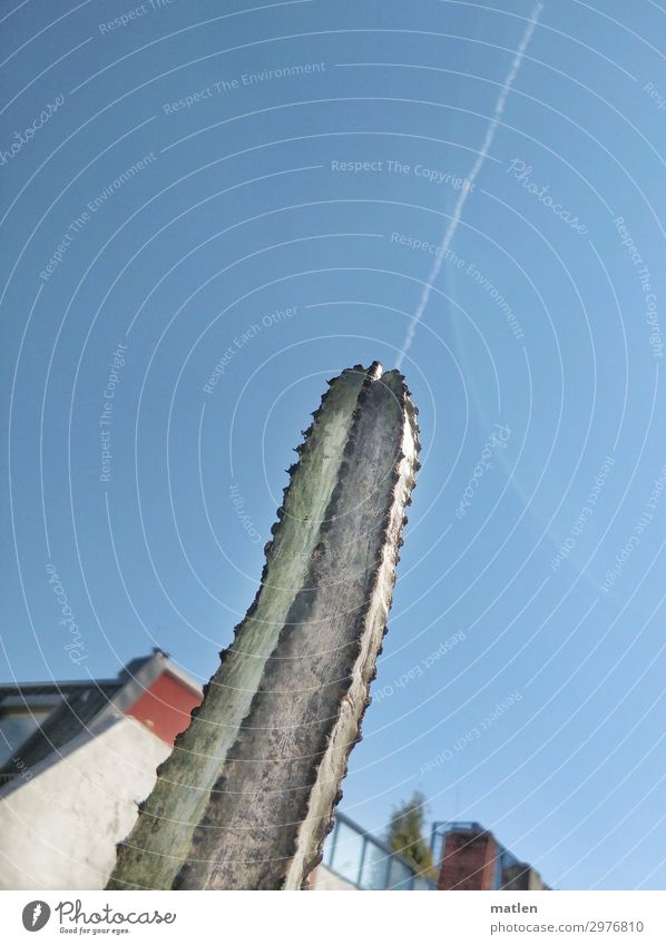shot Sky Cloudless sky Summer Beautiful weather Cactus Deserted Wall (barrier) Wall (building) Balcony Roof Point Blue Brown Green Red White Vapor trail gender