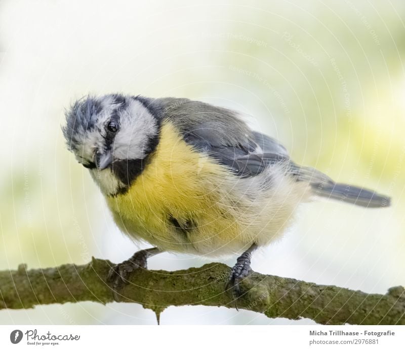 Curious-looking blue tit Nature Animal Sunlight Beautiful weather Tree Twigs and branches Wild animal Bird Animal face Wing Claw Tit mouse Head Beak Eyes