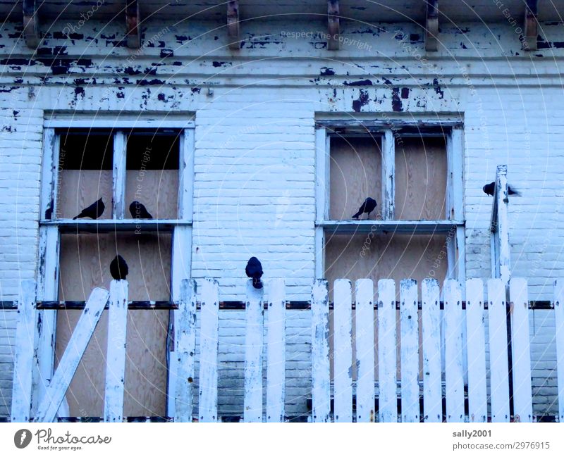 squatter House (Residential Structure) Ruin Facade Window Animal Wild animal Bird Raven birds Group of animals Crouch Sit Living or residing Old Dark Creepy