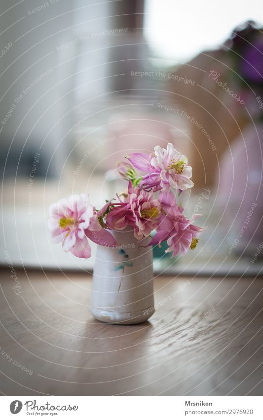 spring Plant Spring Summer Flower Beautiful Pink Aquilegia Vase Bouquet Delicate Pastel tone Blossom Flowering plant Style Furniture Table Colour photo