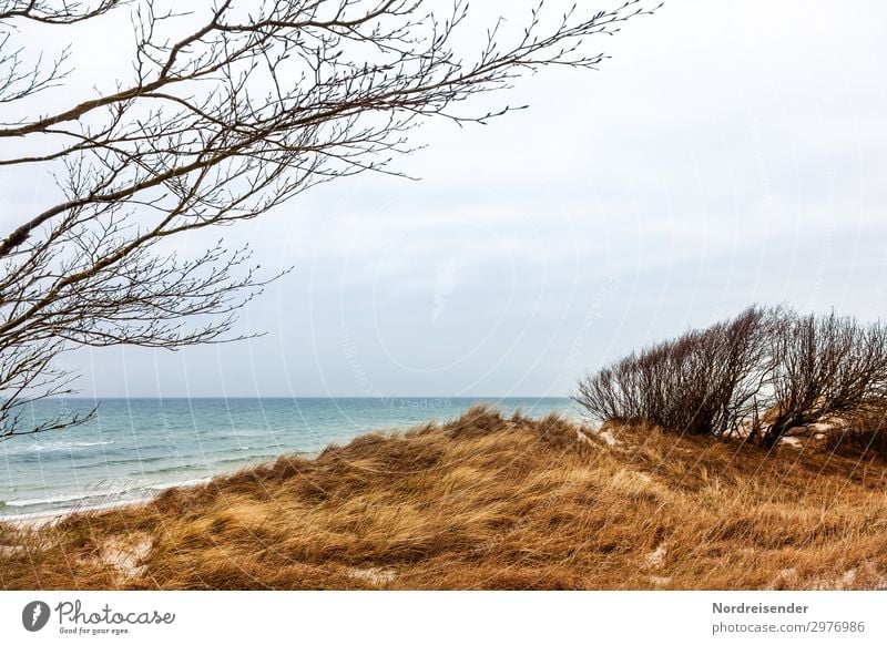 West beach on the Darß Vacation & Travel Tourism Beach Ocean Island Nature Landscape Water Sky Spring Autumn Wind Tree Grass Bushes Meadow Waves Coast North Sea