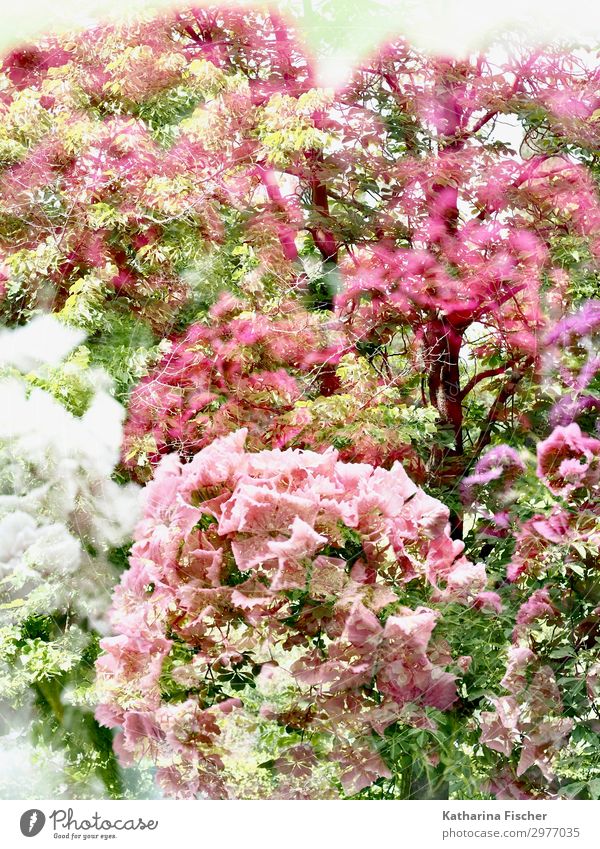 Double exposure nature Nature Plant Spring Summer Autumn Tree Flower Leaf Blossom Blossoming Wild Brown Yellow Green Pink Red White Colour photo Exterior shot