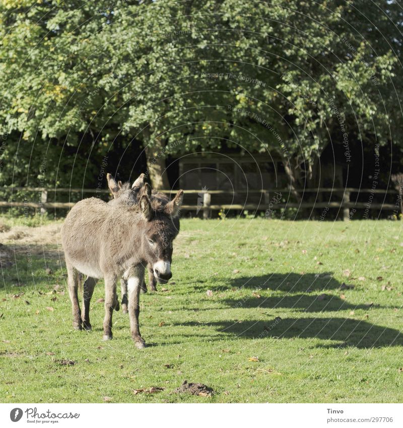 3 donkeys with shade on pasture Spring Summer Beautiful weather Farm animal Animal Going Stand Authentic naturally Gray Green Serene Calm Donkey Pack animal