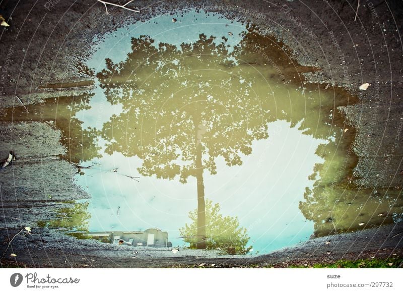 OMG: I am a tree Environment Nature Water Autumn Weather Tree Leaf Authentic Dirty Dark Wet Natural Blue Gray Autumnal Treetop Puddle Surface of water