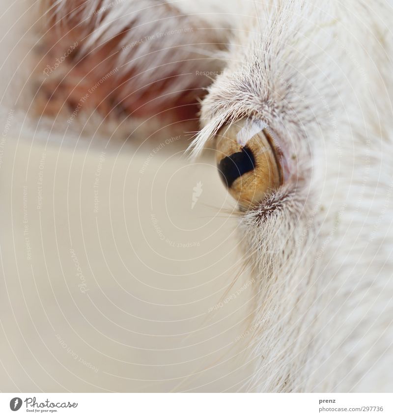 instant Animal Farm animal Brown White Goats Eyes Looking Looking into the camera Colour photo Exterior shot Close-up Detail Day Central perspective