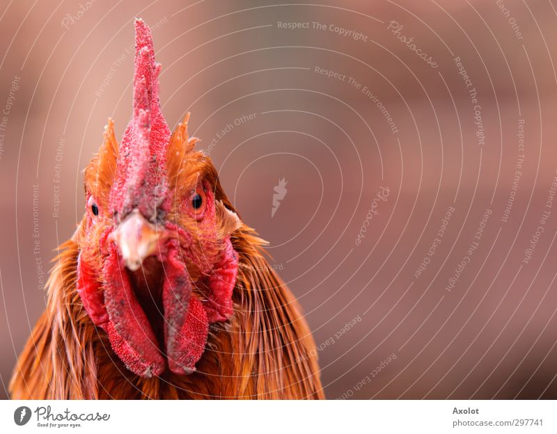 Hühnerportrait Animal Farm animal Wild animal Rooster Head Eyes Barn fowl Feather 1 Observe Think Looking Wait Esthetic Free Beautiful Natural Gloomy Gold