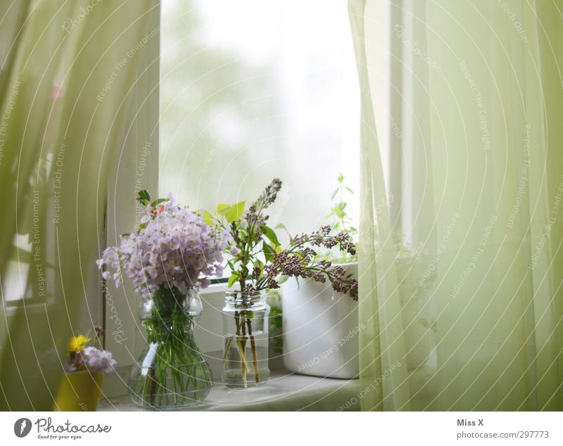 Spring at the window Living or residing Decoration Mother's Day Beautiful weather Plant Flower Blossom Window Blossoming Fragrance Ladys smock Flower vase