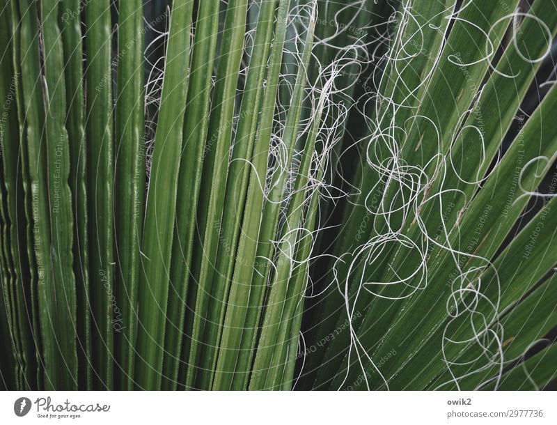palm fronds Leaf Palm tree Thread Large Green Colour photo Exterior shot Detail Abstract Pattern Structures and shapes Deserted Copy Space left Copy Space top