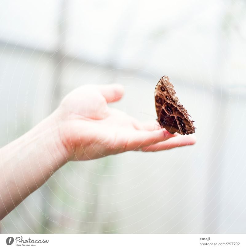 cautious Hand Animal Wild animal Butterfly Wing 1 Exceptional Brown Touch Colour photo Exterior shot Macro (Extreme close-up) Neutral Background Day