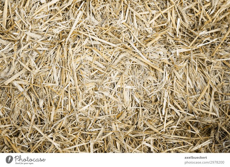 Straw Background Nature Natural Background picture Horizontal full-frame image Bird's-eye view Bale of straw Pressed Dried Eco-friendly Material Agriculture