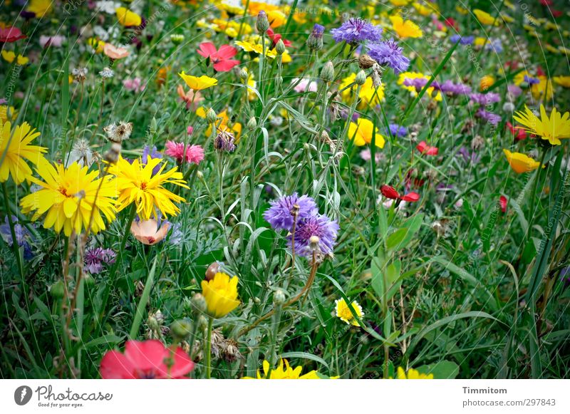 Love of detail, of course! Nature Plant Summer Flower Blossom Meadow Blossoming Growth Blue Yellow Green Pink White Mother's Day Flower meadow Multicoloured