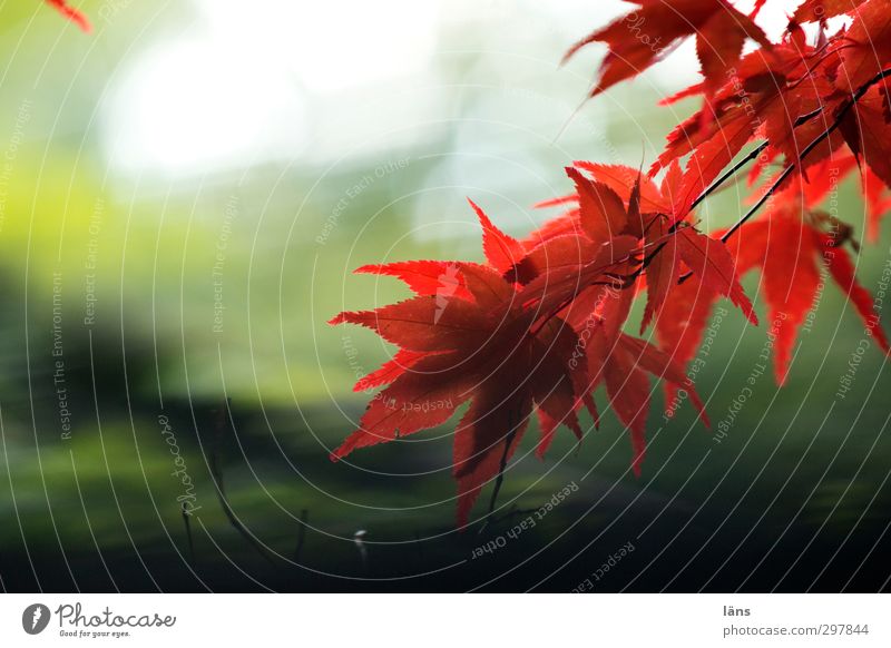 final Nature Plant Autumn Tree Leaf Esthetic Green Red Maple tree Maple leaf Exterior shot Deserted Sunlight Shallow depth of field