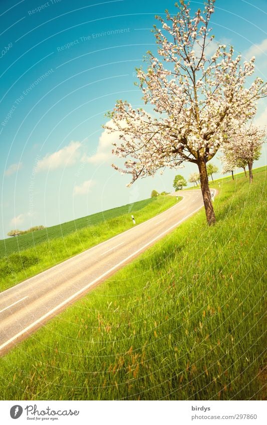 tilted position Landscape Sky Clouds Sunlight Spring Beautiful weather Tree Meadow Street Country road Blossoming Fragrance Friendliness Fresh Positive Blue