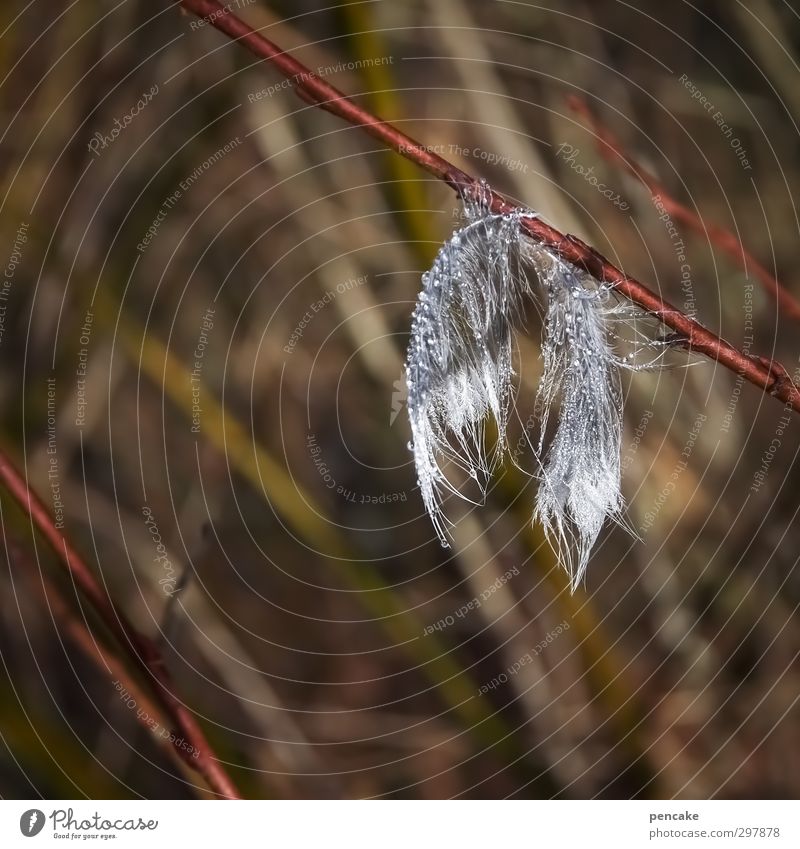Love for detail early feather Nature Animal Elements Drops of water Spring Bird Sign Wet Feminine Soft Brown Gray Peaceful Feather Dew Twig Colour photo