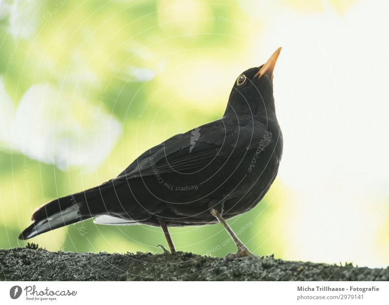 Blackbird in a tree Nature Animal Sun Sunlight Beautiful weather Tree Leaf Twigs and branches Wild animal Bird Animal face Wing Claw Feather Plumed Beak Eyes 1