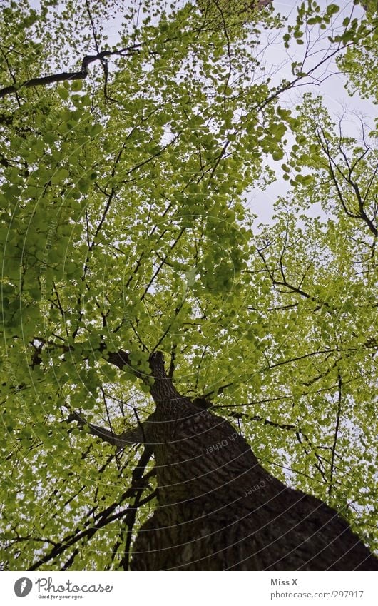 2nd spring Spring Summer Tree Leaf Forest Growth Large Green Nature Beech tree Leaf green Branch Twigs and branches Tree trunk Old Treetop Tree bark