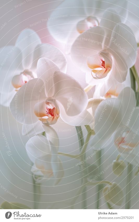 White Orchids Elegant Design Wellness Harmonious Well-being Contentment Relaxation Calm Meditation Spa Decoration Wallpaper Image Mother's Day Wedding Nature