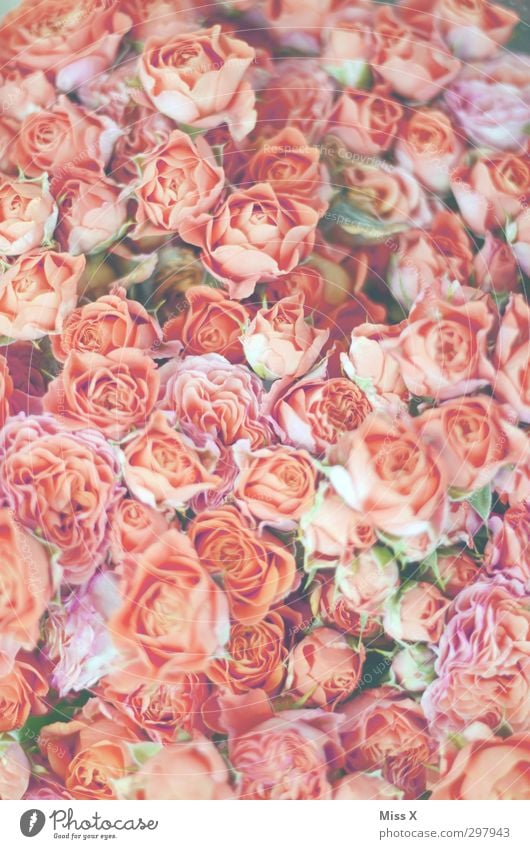 Pink girl's dream Plant Spring Flower Rose Blossom Blossoming Fragrance Bright Moody Infatuation Romance Rose blossom Bouquet Bud Colour photo Close-up Pattern
