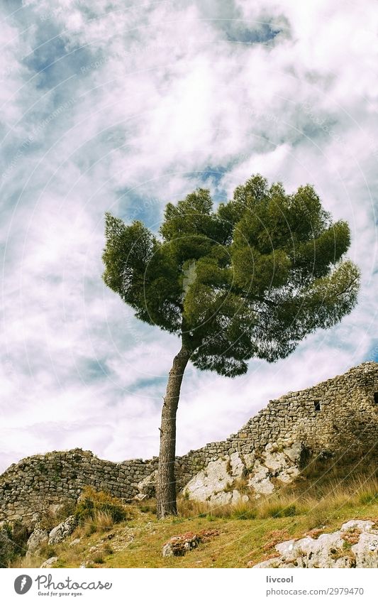 lonely tree in the citadel of Berat Vacation & Travel Tourism Trip Mountain Nature Landscape Plant Elements Sky Clouds Spring Tree Grass Leaf Forest Hill Rock