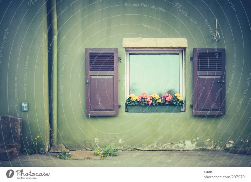 window picture Living or residing Decoration Flower Wall (barrier) Wall (building) Facade Window Wood Authentic Simple Gloomy Green Shutter Country life Rural