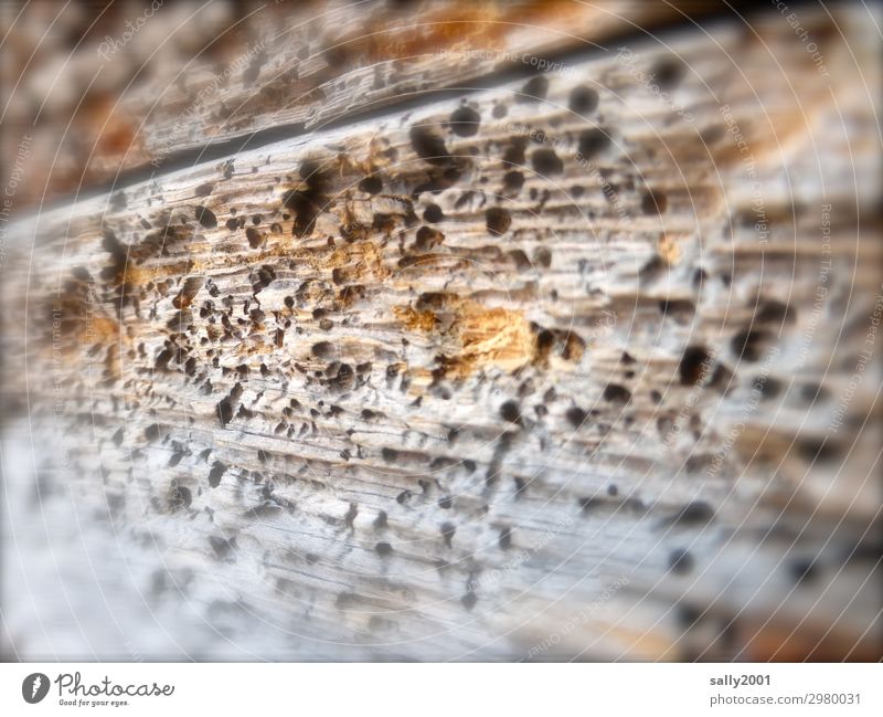 There's the worm in there... woodworm Old To feed Broken Senior citizen Fiasco Nature Decline Transience Wood Wooden wall Hollow Worm Pests Perforated Weathered