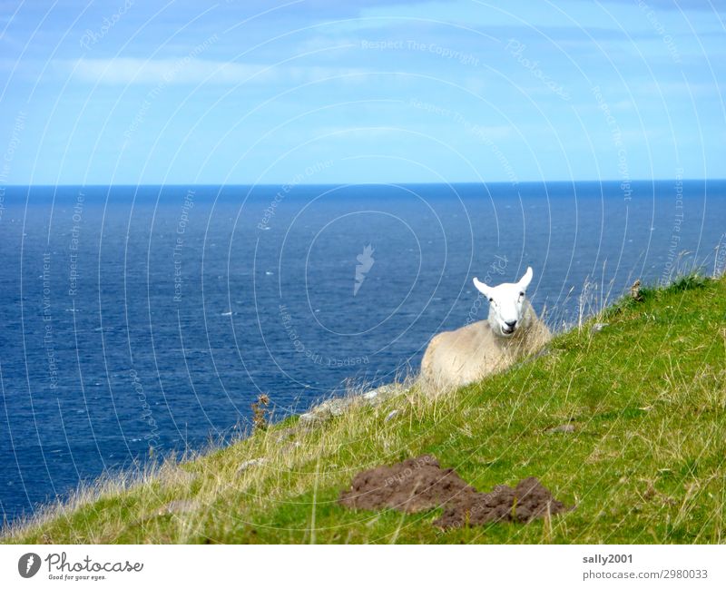 Sheep with view... Nature Beautiful weather Grass Coast Ocean Atlantic Ocean Animal Farm animal 1 Observe Relaxation To feed To enjoy Lie Far-off places