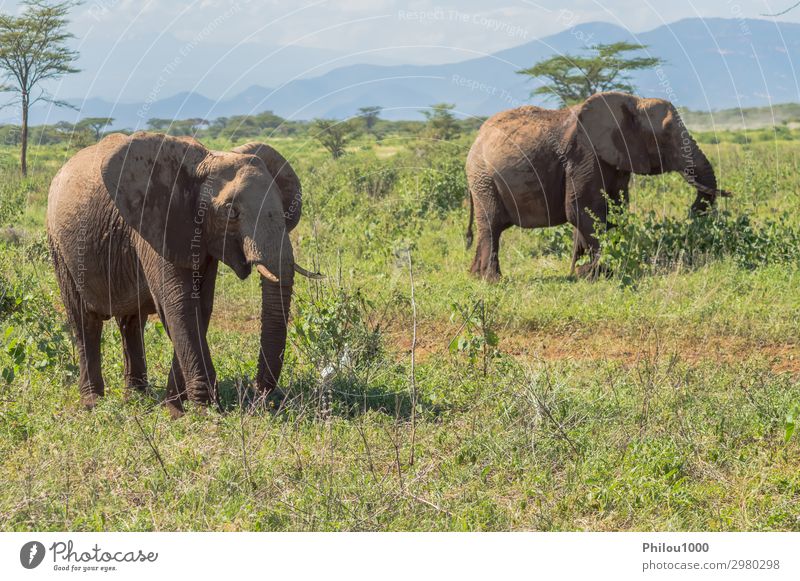 Two elephants in Samburu Park busy taking Playing Vacation & Travel Safari Nature Animal Large Africa Kenya african Battle Behavior big Elephant fight Herbivore