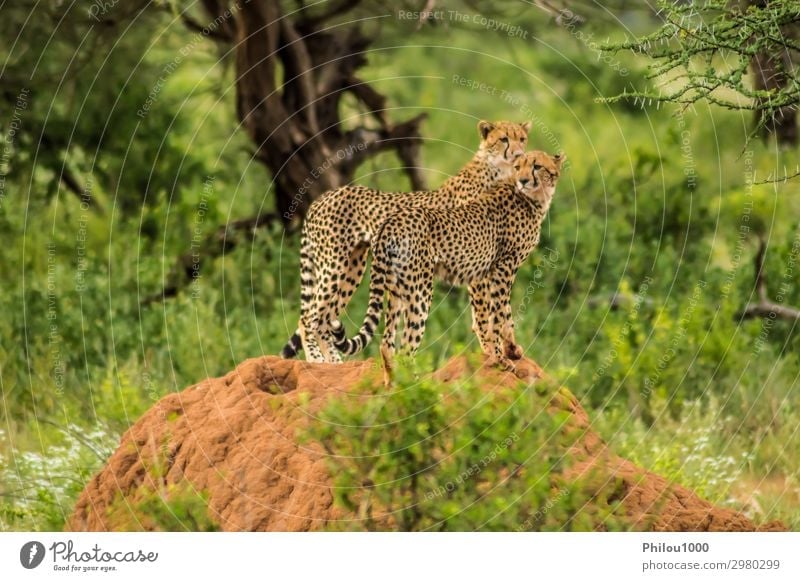 Two cheetahs perched on a termite mound Beautiful Relaxation Couple Environment Nature Landscape Animal Grass Hill Cat Observe Long Dangerous Africa Kenya