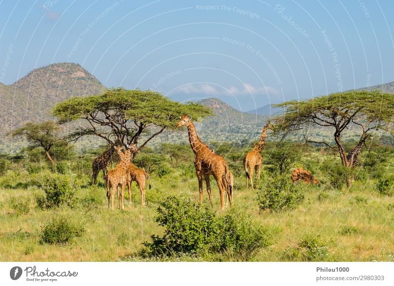 Flocks of giraffes in the savannah Beautiful Face Safari Mouth Nature Animal Long Cute Wild Brown Green White Africa Kenya Samburu african background Giraffe