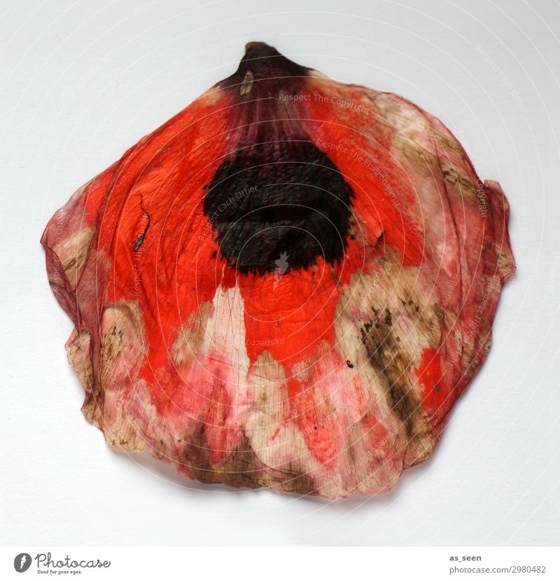 flower dress Art Painting and drawing (object) Nature Summer Autumn Blossom Poppy Poppy blossom Poppy leaf Fashion Illuminate Lie Faded To dry up Esthetic