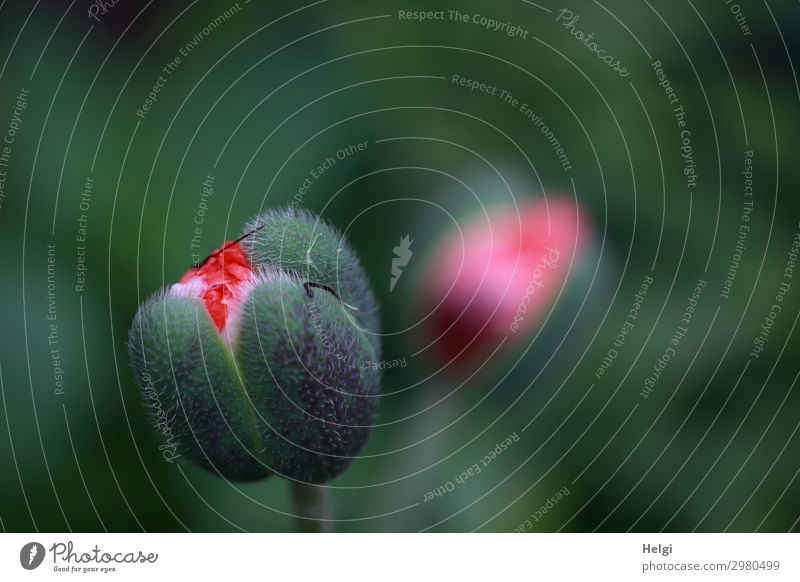 Close-up of a bursting poppy bud Environment Nature Plant Flower Blossom Bud Poppy Garden Blossoming To hold on Growth Esthetic Authentic Small Natural Green