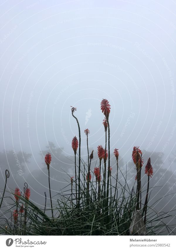 Red Hot Poker Lily Environment Nature Plant Flower Exotic Esthetic red hot poker Virgin forest Colombia Travel photography Torch torchlight lie Dramatic