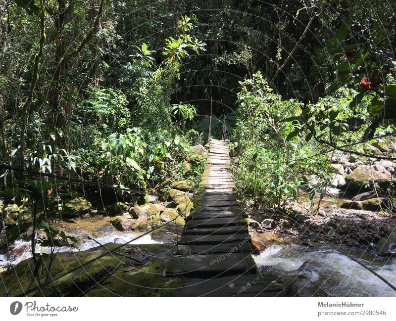 Suspension bridge in the mountains of Colombia's coffee zone Environment Nature Water Discover Going Hiking Coffee Bridge Forest Virgin forest Wooden bridge
