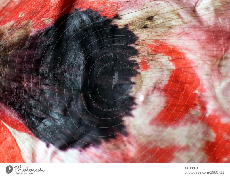floral pattern Art Painting and drawing (object) Nature Leaf Blossom Poppy Poppy blossom Blossom leave Cloth Blossoming Illuminate Faded Esthetic Authentic