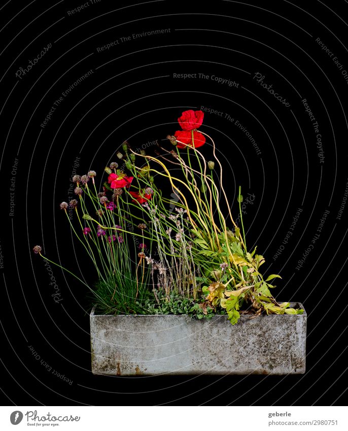 Uncertain about the end Flower Pot plant Poppy Balcony Green Red Black Decline Transience Colour photo Studio shot Neutral Background Flash photo