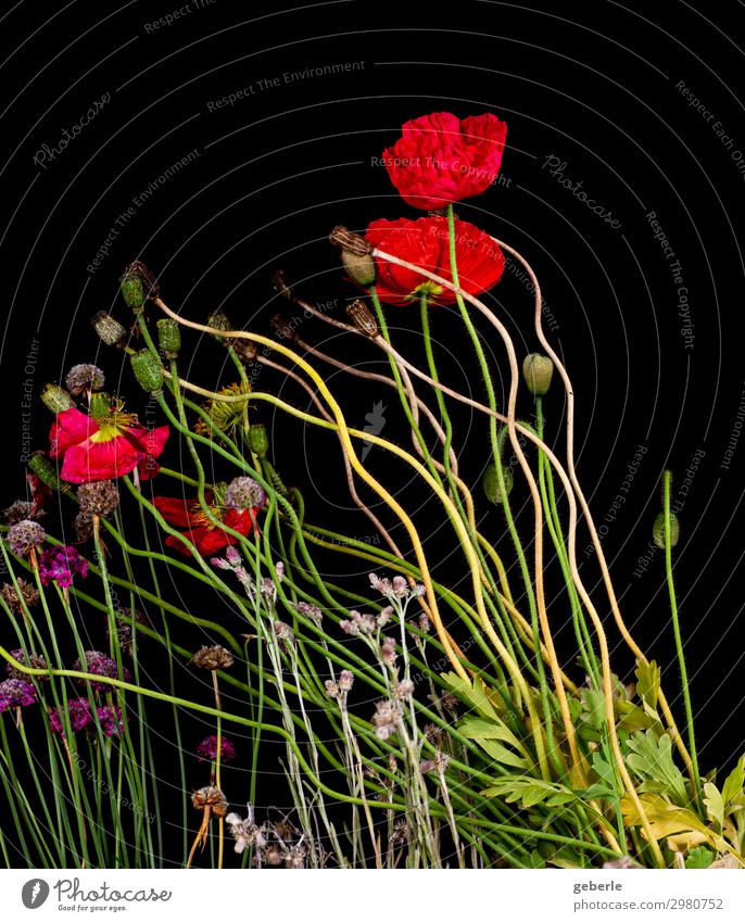 In one direction withered Nature Plant Flower Pot plant Poppy Poppy blossom Balcony Red Black Transience Colour photo Studio shot Flash photo