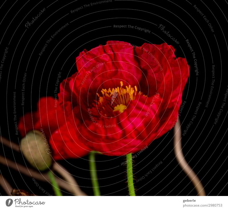 mohni Nature Plant Flower Poppy Poppy blossom Balcony Red Black Colour photo Detail Deep depth of field