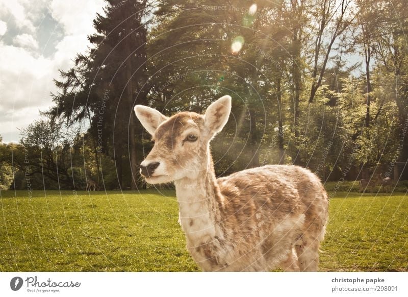 Deer light Spring Park Meadow Forest Animal Pet Wild animal Animal face Pelt Zoo Petting zoo Roe deer Female deer 1 Observe To feed Wait Natural Cute Nature