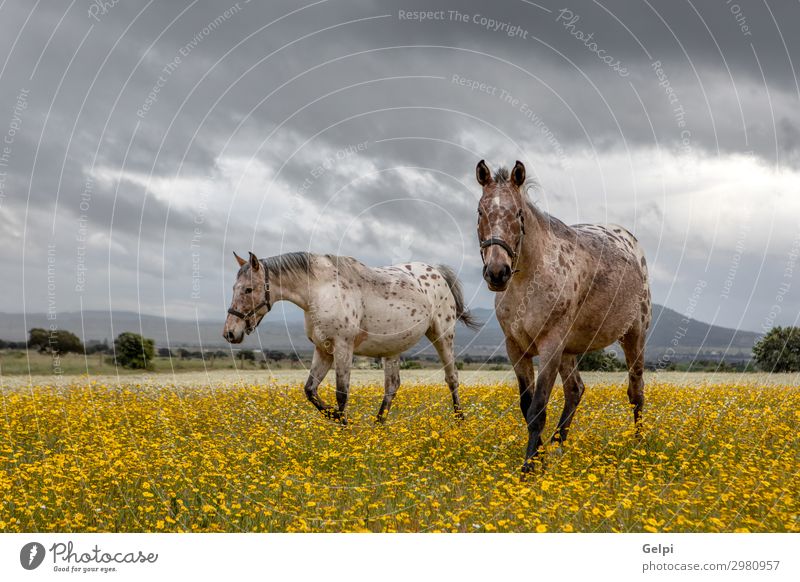 Couple of horses in a sunny day Beautiful Freedom Summer Partner Landscape Animal Sky Clouds Storm Tree Grass Park Meadow Horse Herd Love Thin Wild Brown Green