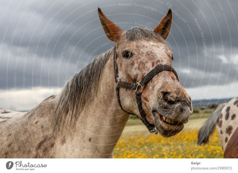 Close up portrait of a free horse Beautiful Face Vacation & Travel Freedom Landscape Animal Sky Clouds Grass Blossom Park Meadow Horse Herd Wild Brown Yellow