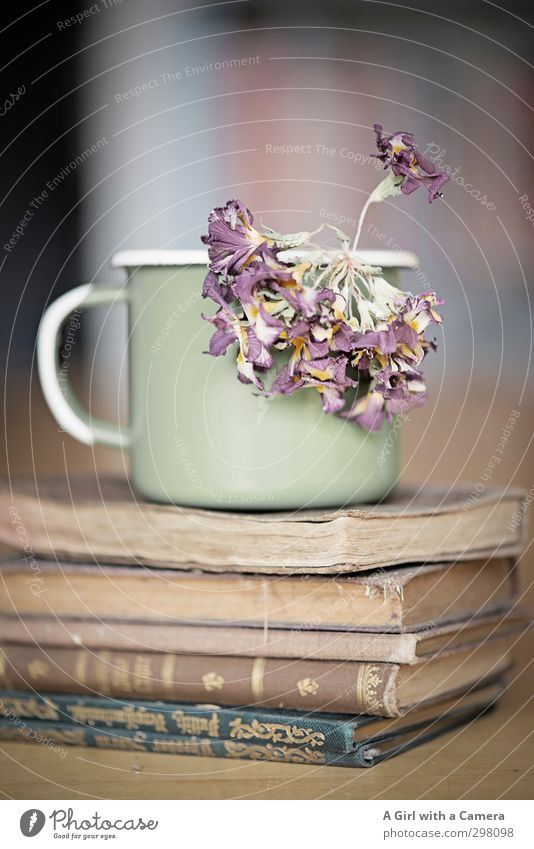 time Cup Mug Flower Old Book Dried flower Stack Antique Second-hand bookshop Pallid Thin Subdued colour Interior shot Neutral Background Shallow depth of field
