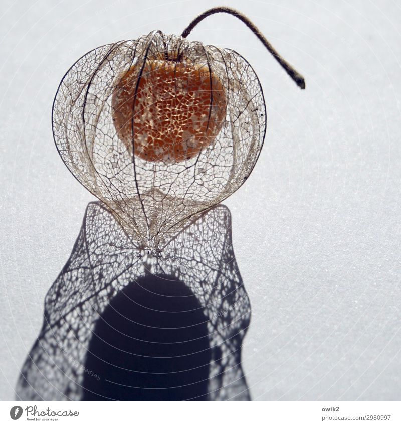 Halfway covered Fruit Physalis Healthy Delicious Stalk Sheath Transparent Colour photo Exterior shot Close-up Detail Pattern Structures and shapes Deserted
